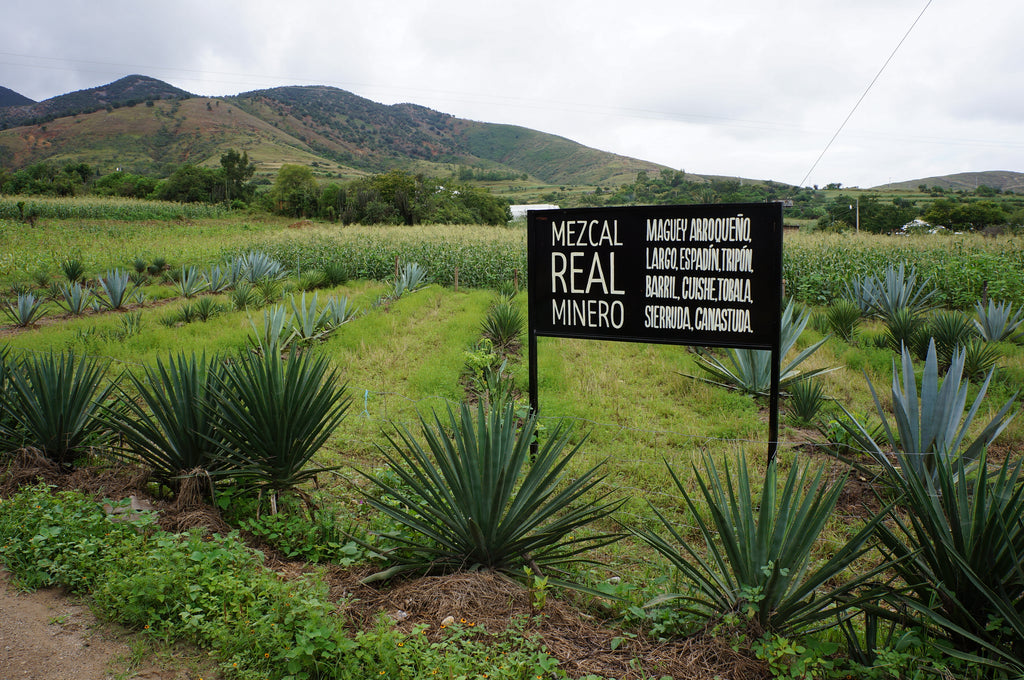 Introducing Eau de Mezcal